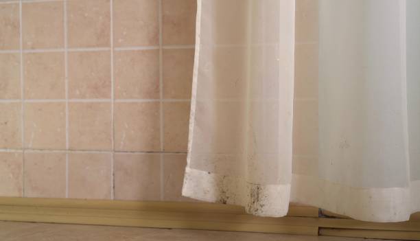  Lake Forest, CA Mold Removal Pros