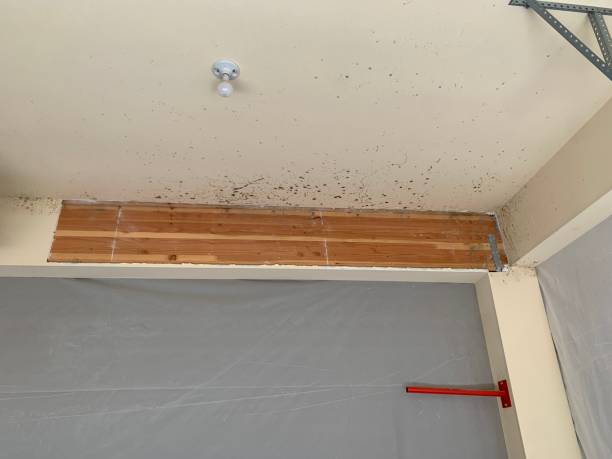 Mold Remediation for Rental Properties in Lake Forest, CA