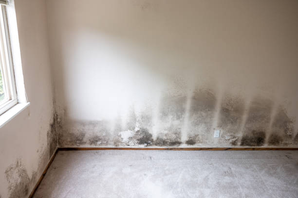 Best Mold Prevention Services  in Lake Forest, CA